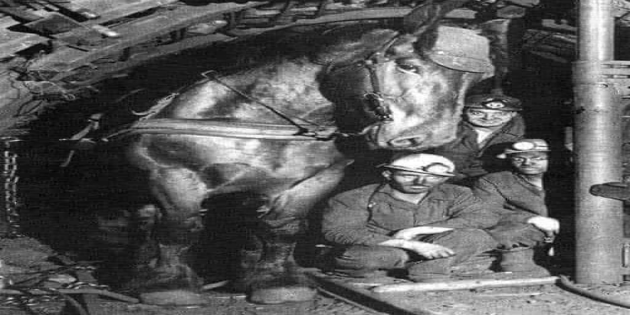 Bu atlar gün yüzü görmedi karanlıkta maden ocağında çalıştırıldılar hepsi teker teker