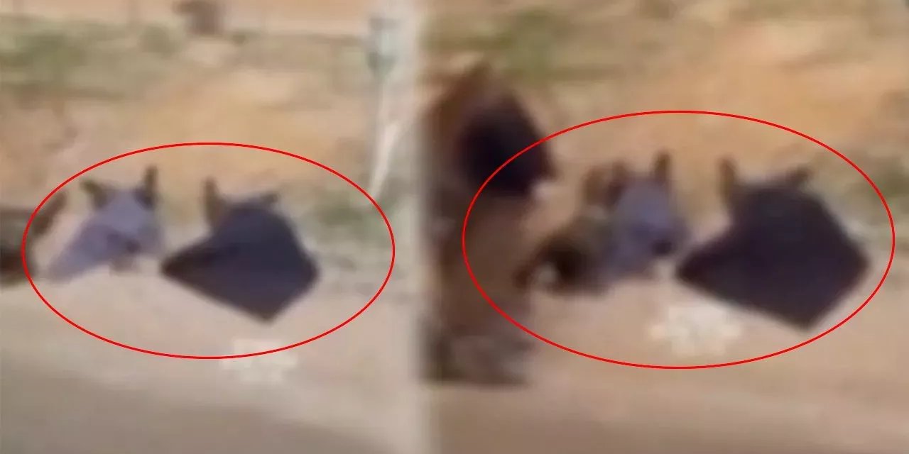 Katledilen Filistinliler toplu mezara atılırken, İsrailli kadın şarkı söyledi