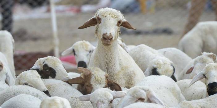 Çiftçiye Küçükbaş Hayvan Müjdesi; 150 Bin Küçükbaş Dağıtılacak
