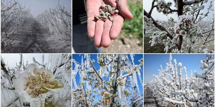 Meyve Fiyatlarını Tavan Yaptıracak Zirai Don Geliyor